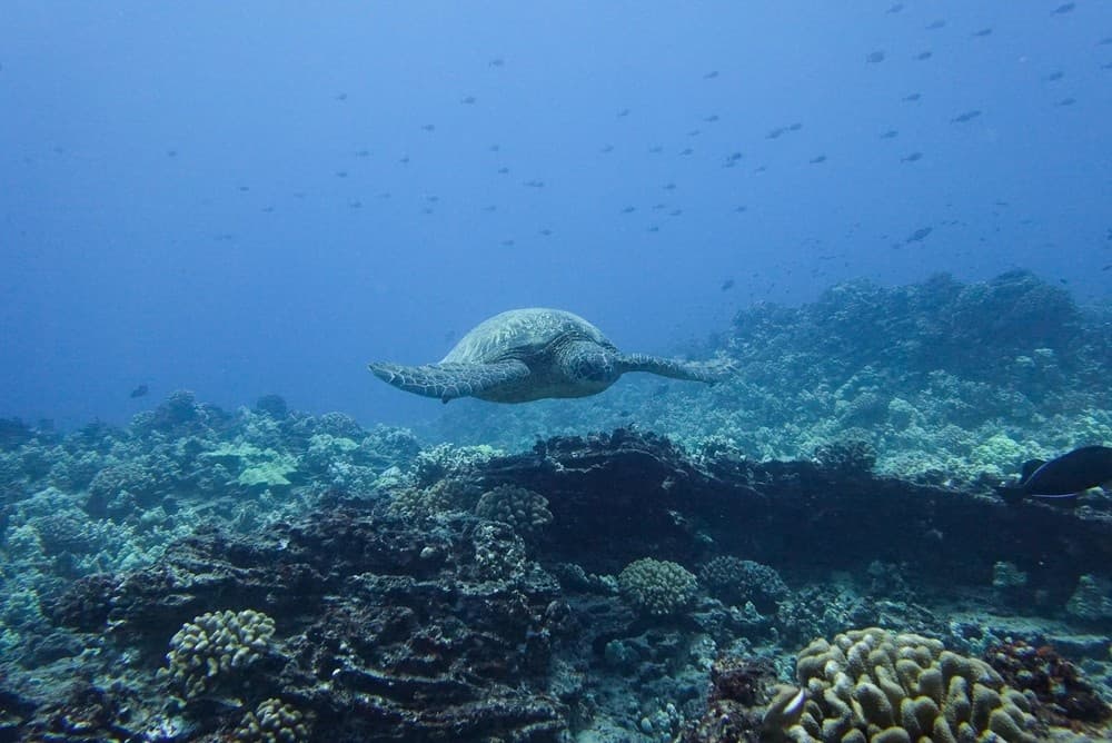 2-Hour Waikiki Diving Adventure