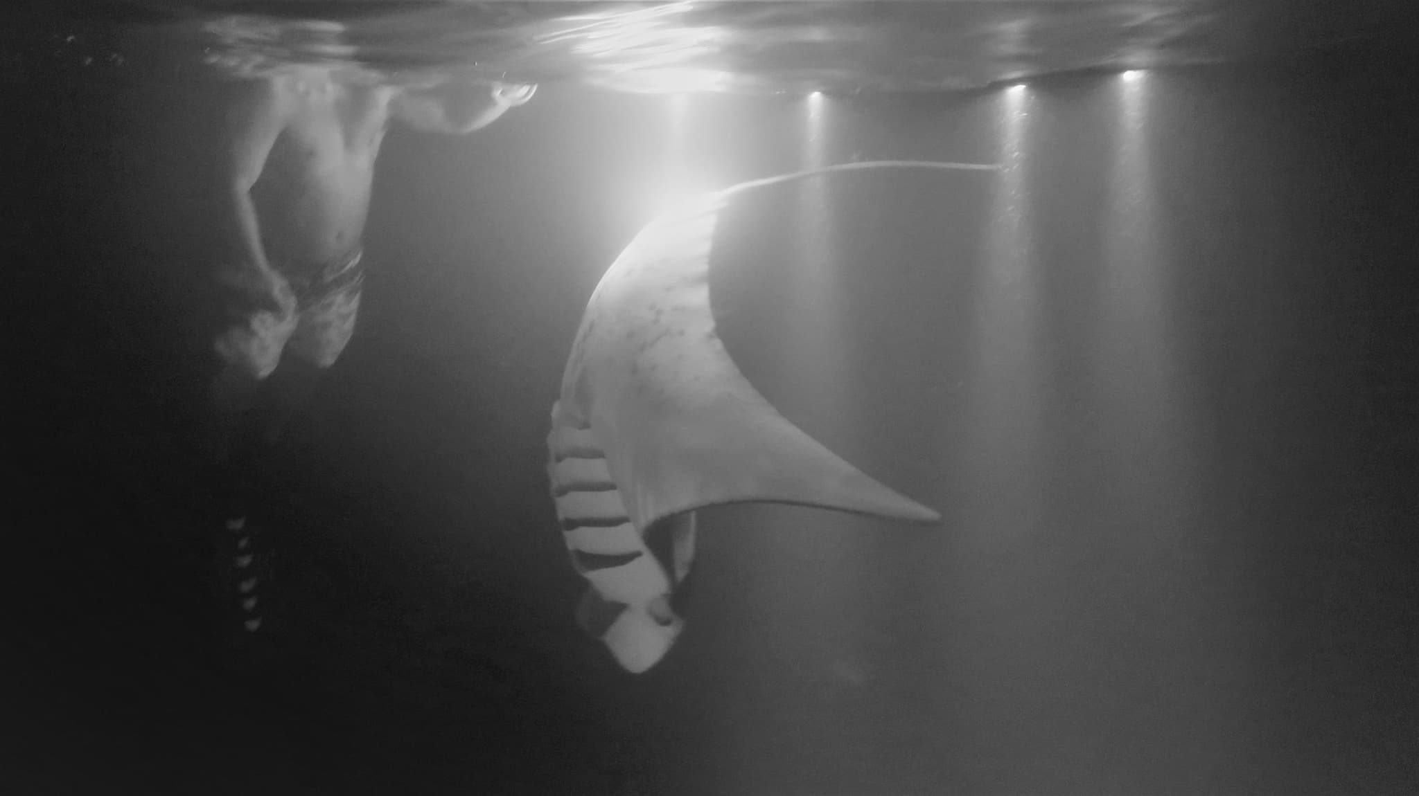 Manta Ray Moonlight Night Snorkel in Keauhou - Kona