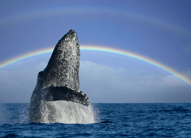 Private Whale Watch Charter