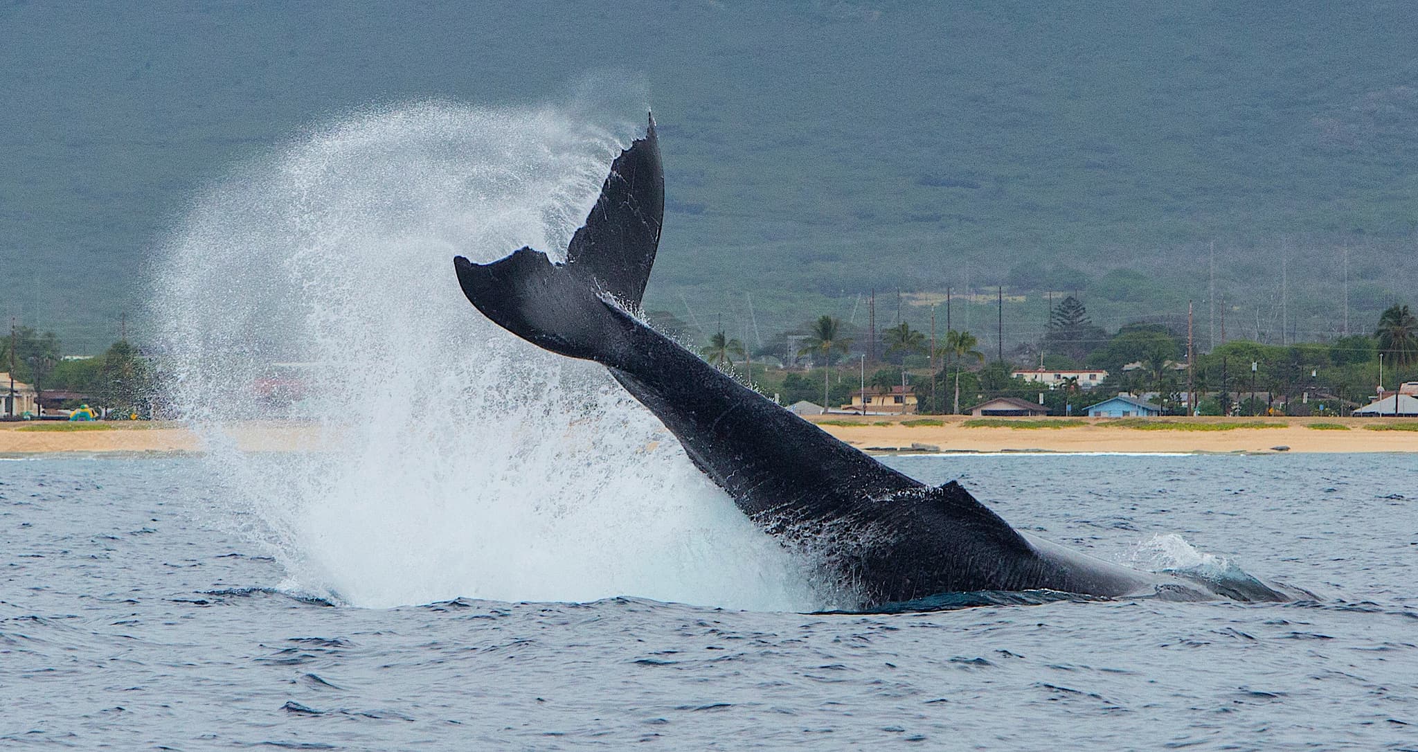 Whale Watch - Open to book Jan 1st - March 31st