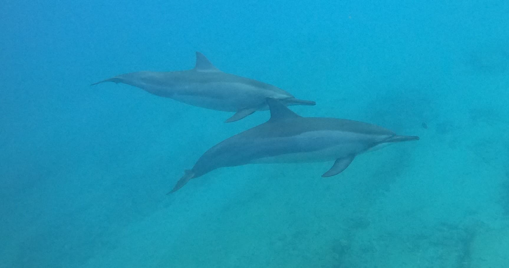 Private Certified Dive Adventure