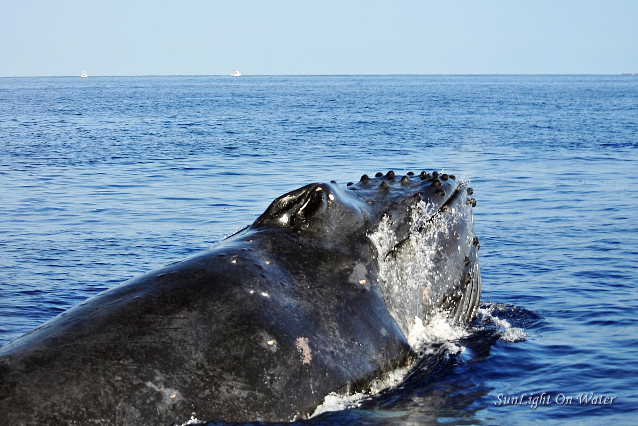 Coastal Wildlife Adventure Whale watch + Reef Snorkel