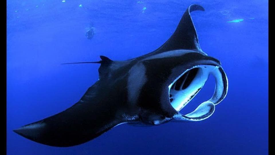 Manta Ray Night Adventure