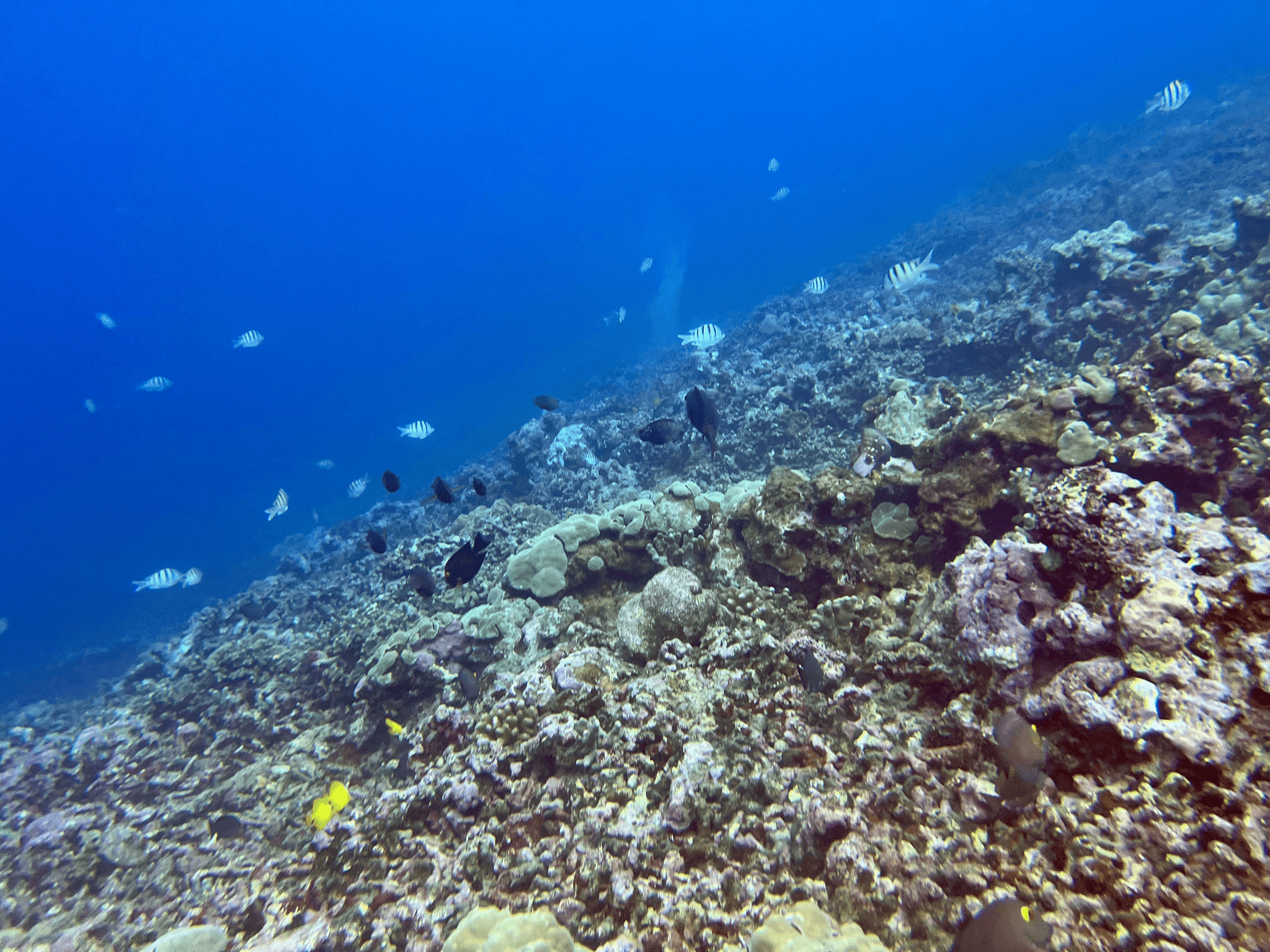 1 Tank Boat Dive - Sea Turtles & Tropical Reef