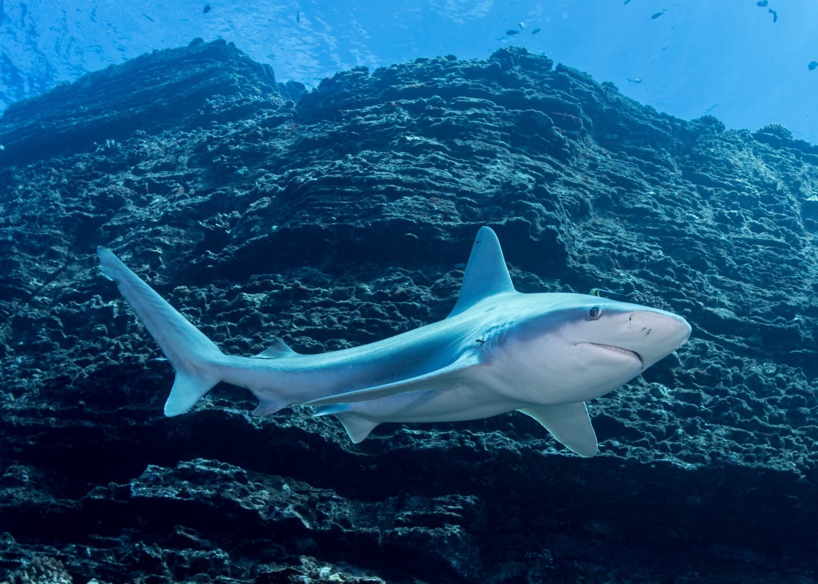 Morning 2 Tank Boat Dive for Experienced Divers