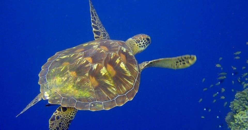 Specialty Certification