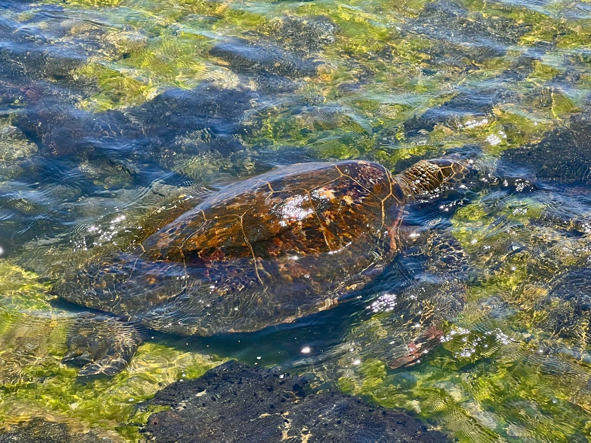 Historic Hawaii and Big Island Market Tour