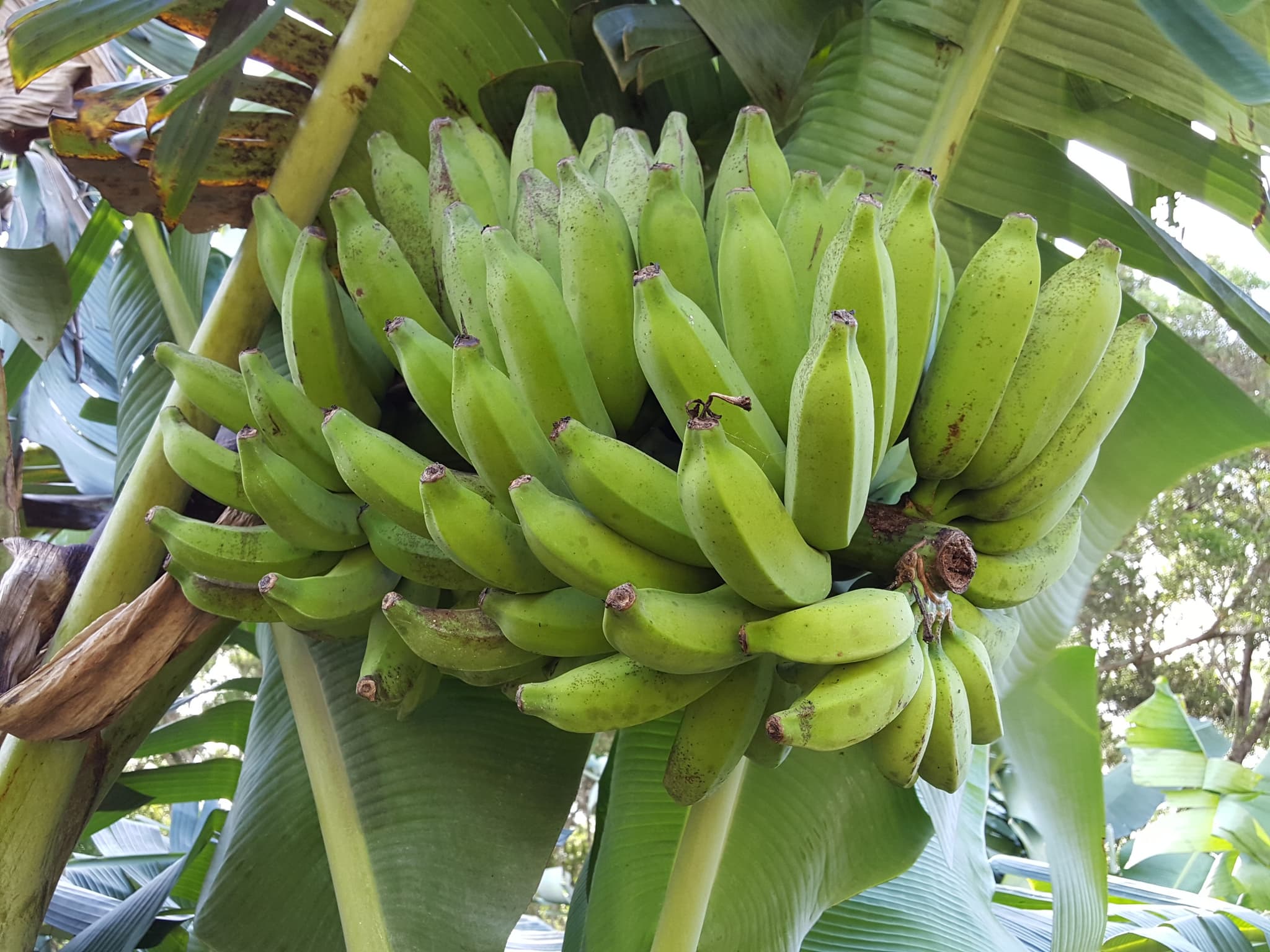 Lokahi Guided Walking Tour
