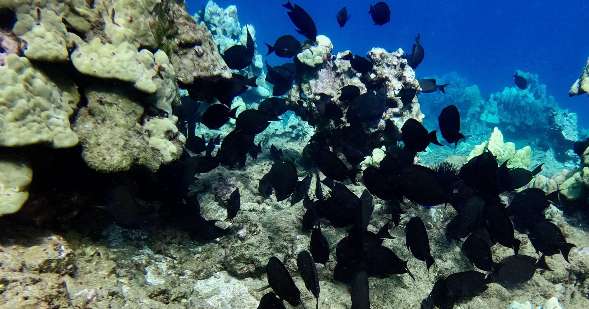 Snorkeling for Non-Swimmers Guided Tour - Wailea Beach