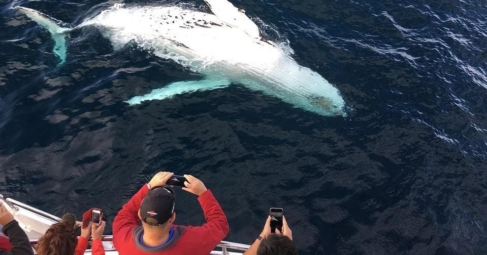 Private Charter Snorkel & Whale Watching