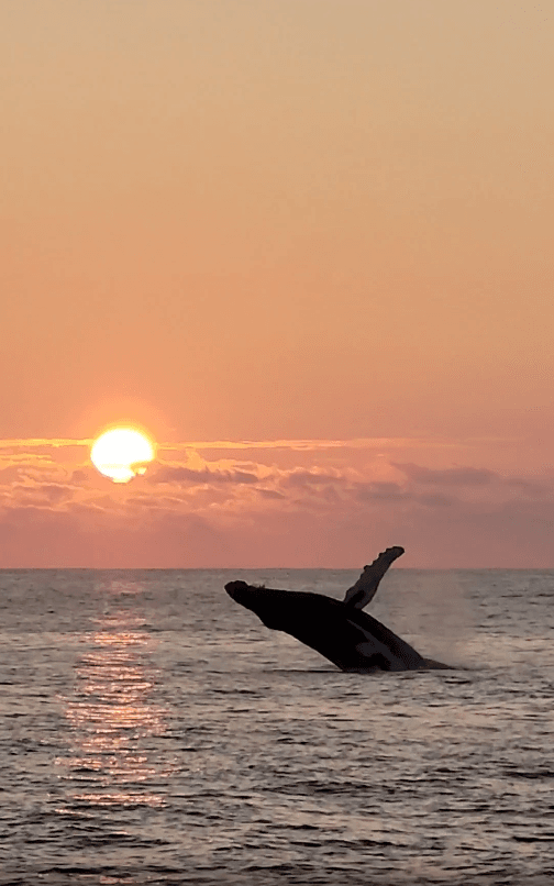 Venture Ko Olina Whale Watch