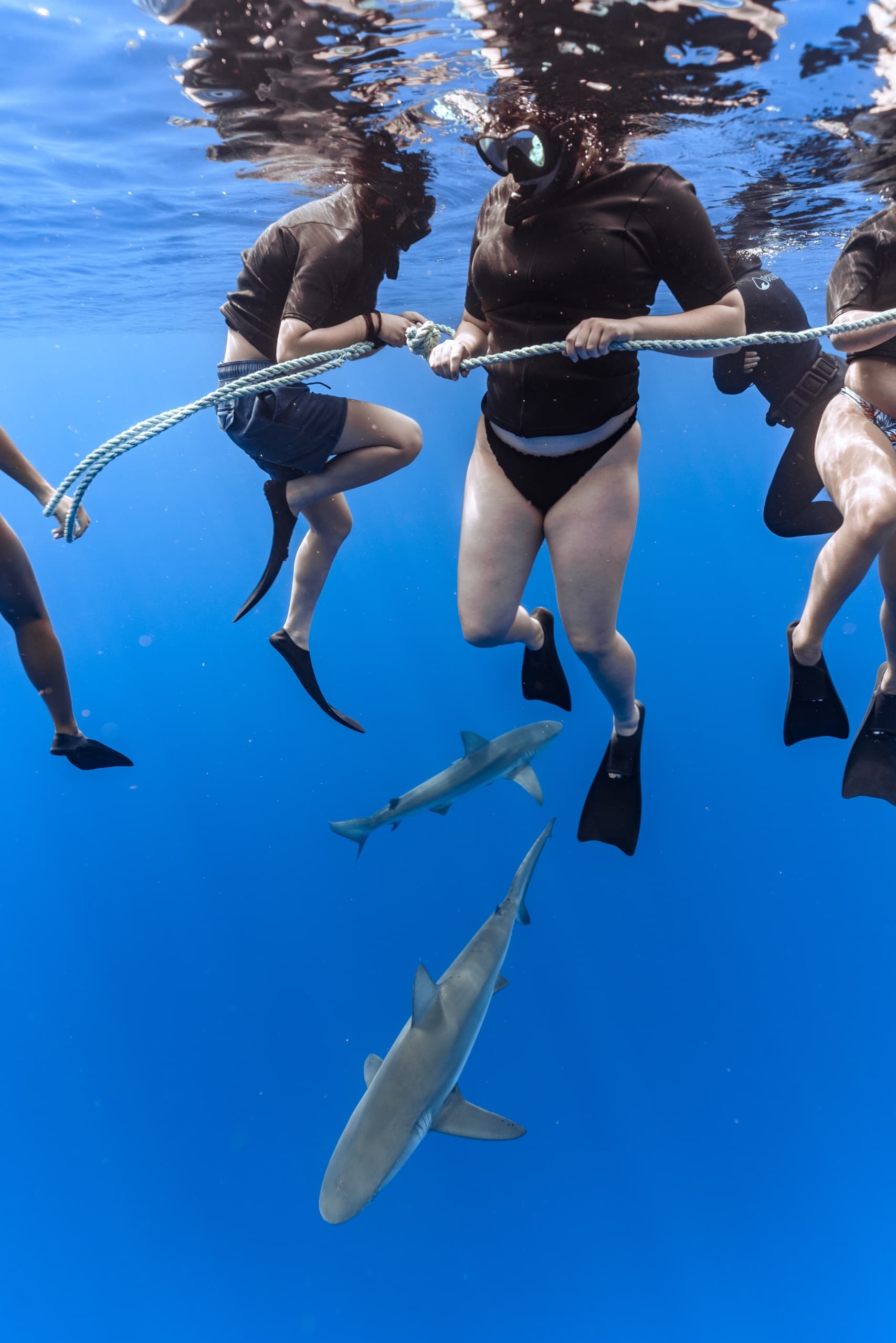 Pelagic (Cageless) Shark Dive