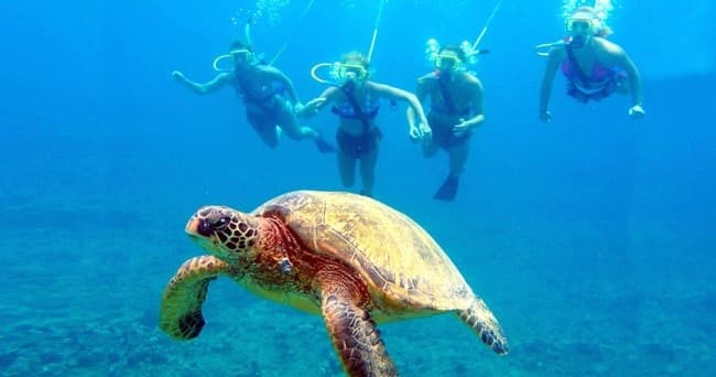 Maui South Side Morning Dive--Kihei, Wailea & Makena