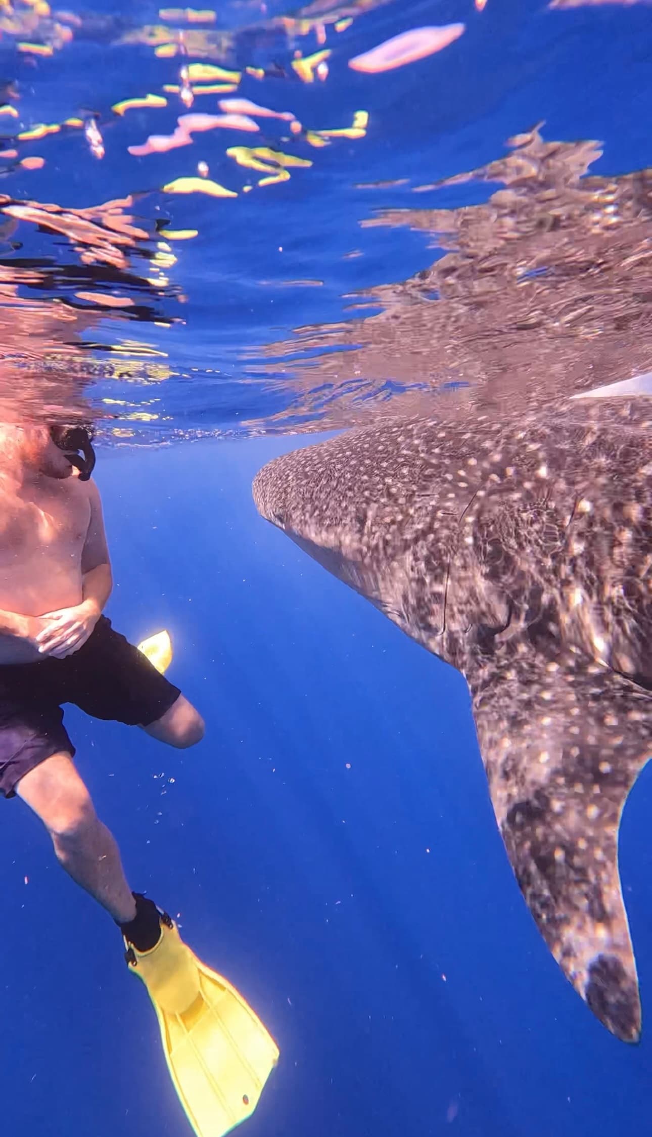 Deep Ocean Wildlife Safari