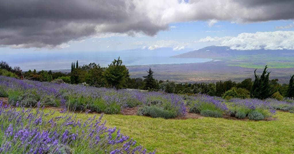 Upcountry (Kula or Makawao) Adventure Tour