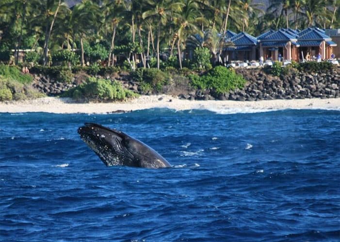 Wake up with the Whales! Departs Kawaihae Harbor