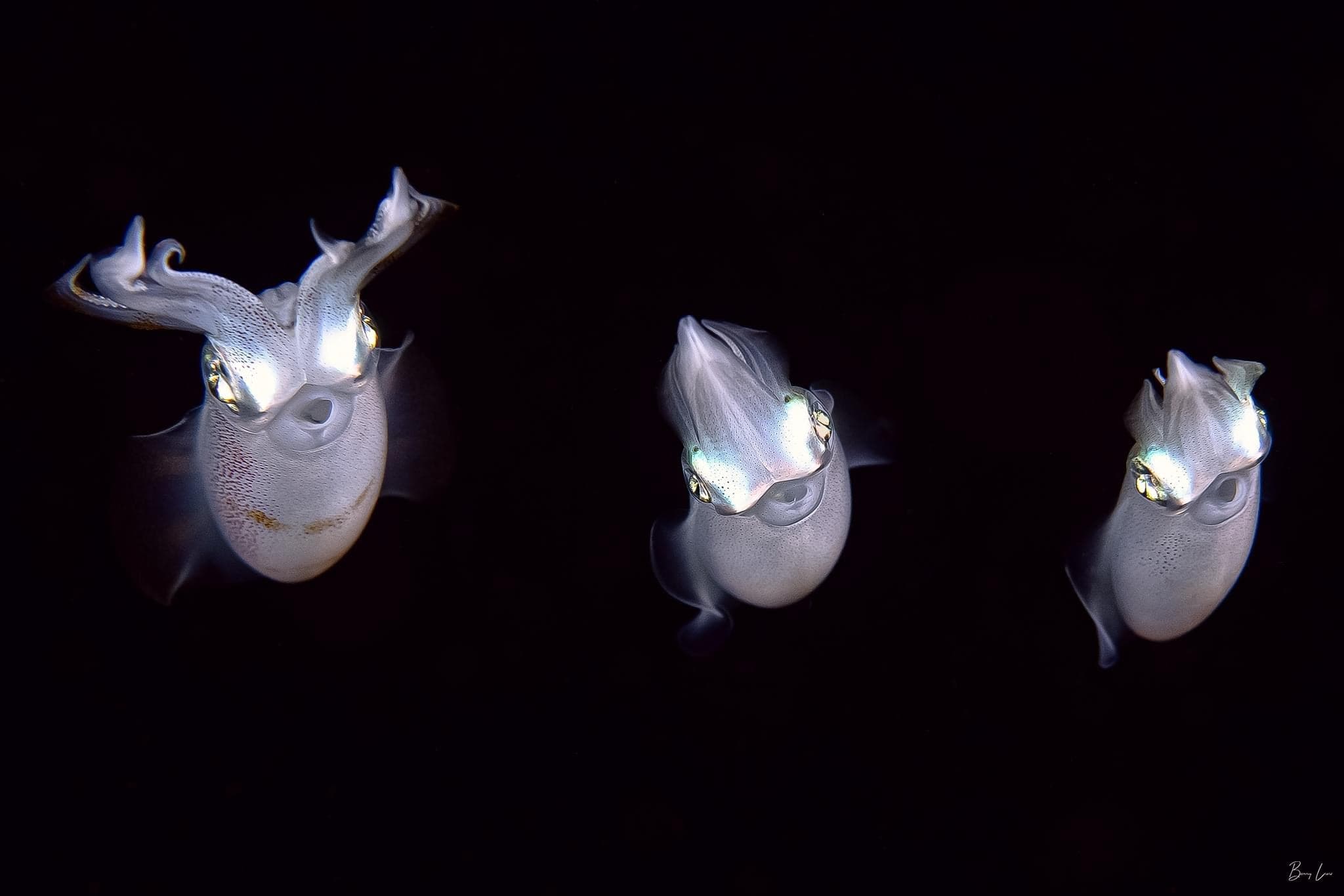 3 Divers for 3 Days - Private PADI Certification with Barry