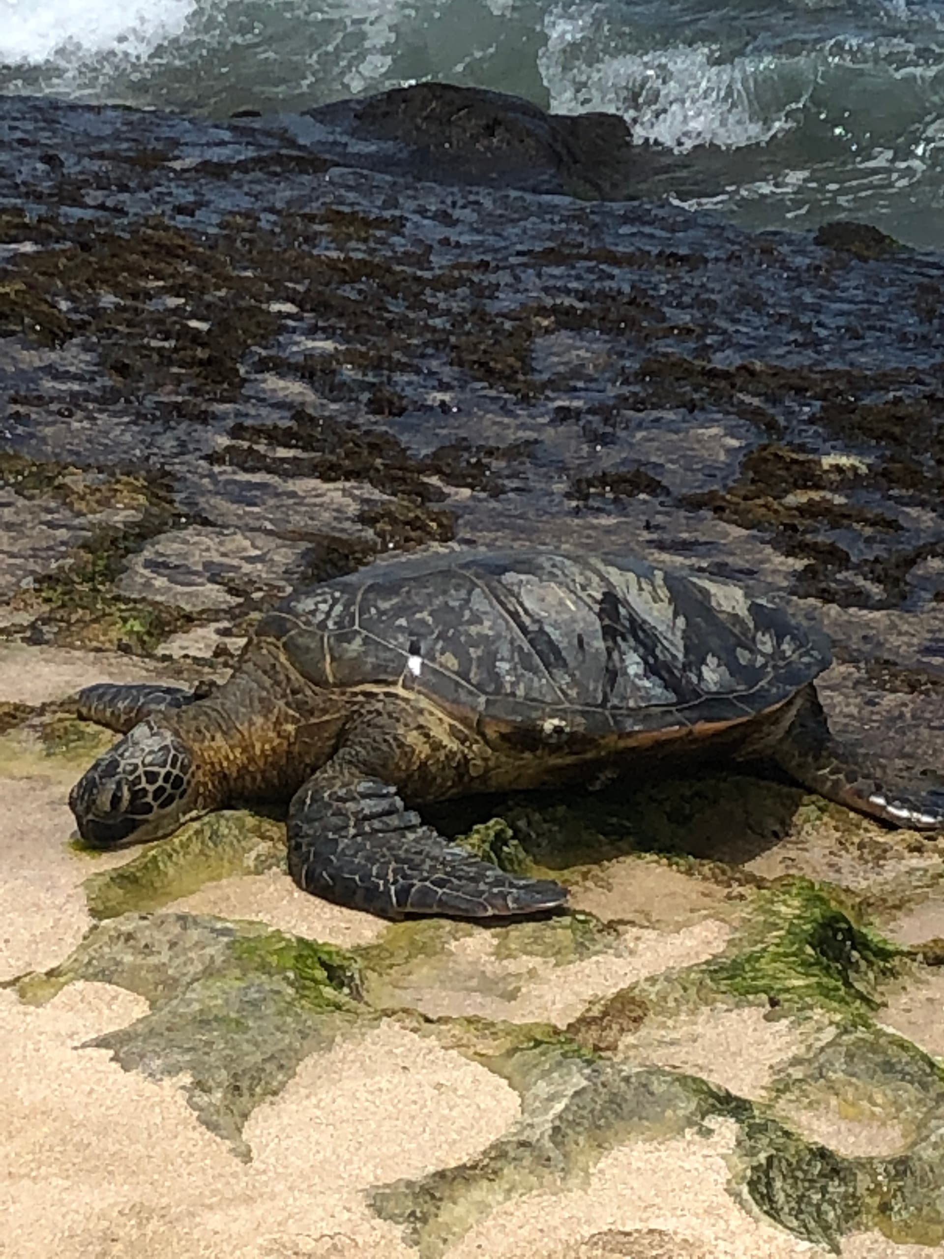 Sea / Eat & See the North Shore