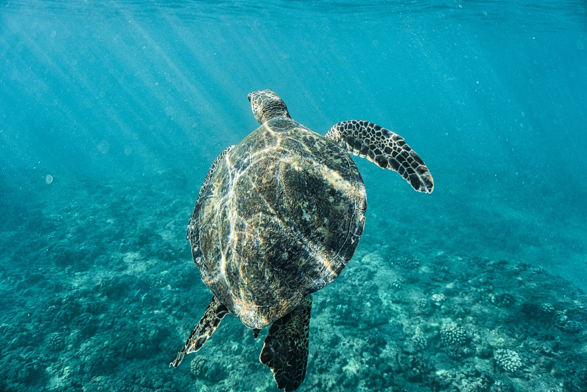 Waikiki Couples Snorkel Retreat