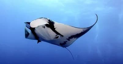Private Manta Ray Snorkel & Sunset Tour