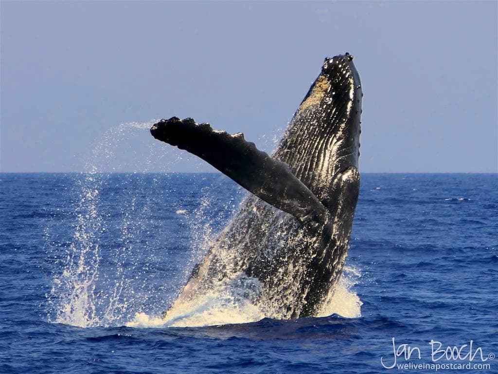 Afternoon Whale Watch