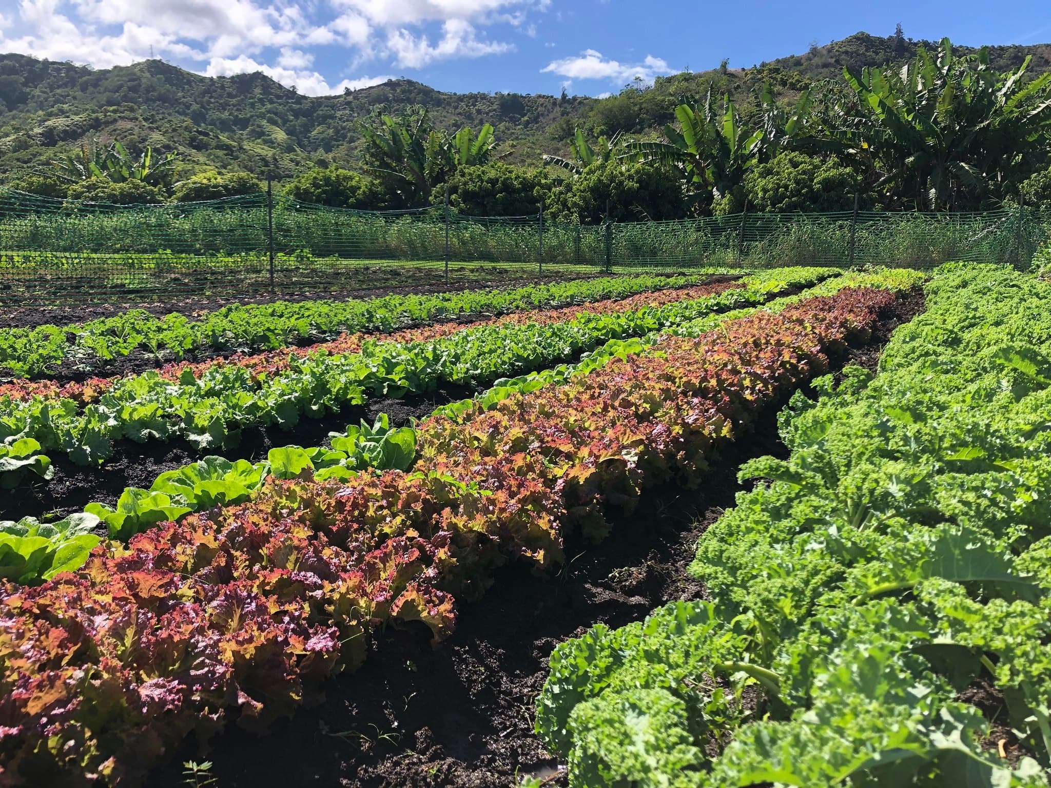TUESDAY | Introduction to the Ahupua’a, it’s Food Systems and Waterways