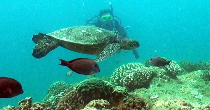 Intro To Scuba Shore Dives