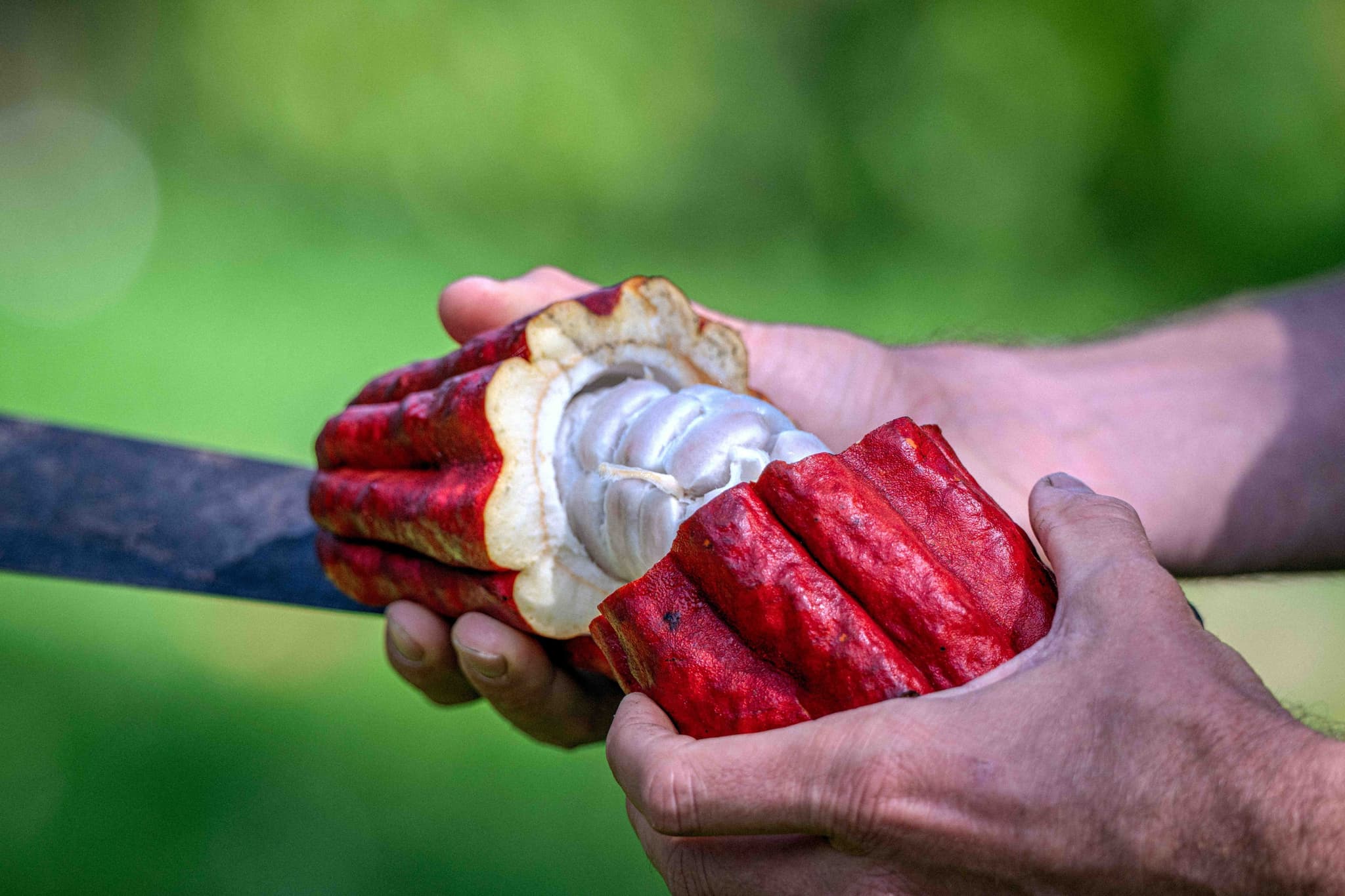 Hawaiian Craft Chocolate Tasting