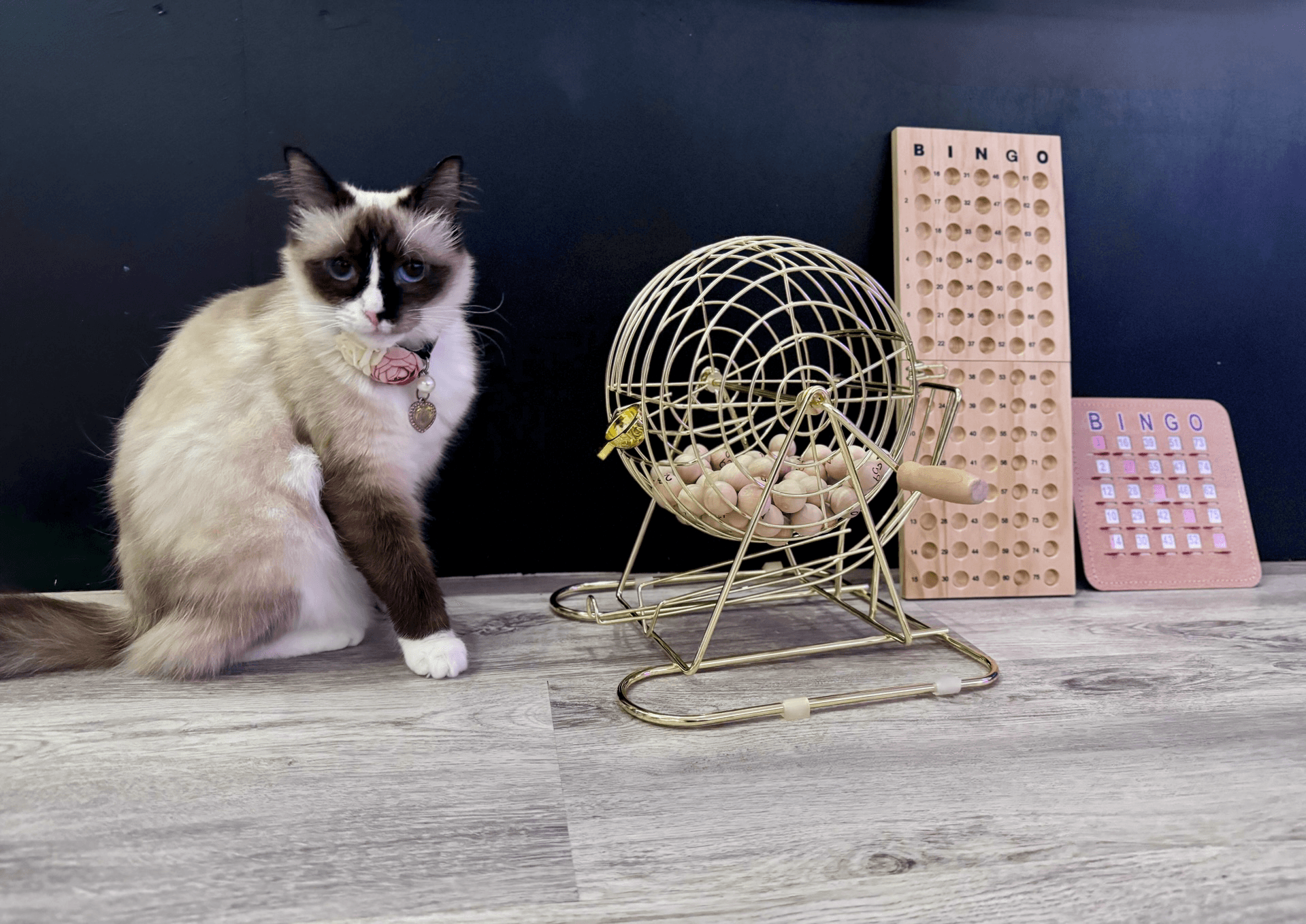 Cat Bingo Night