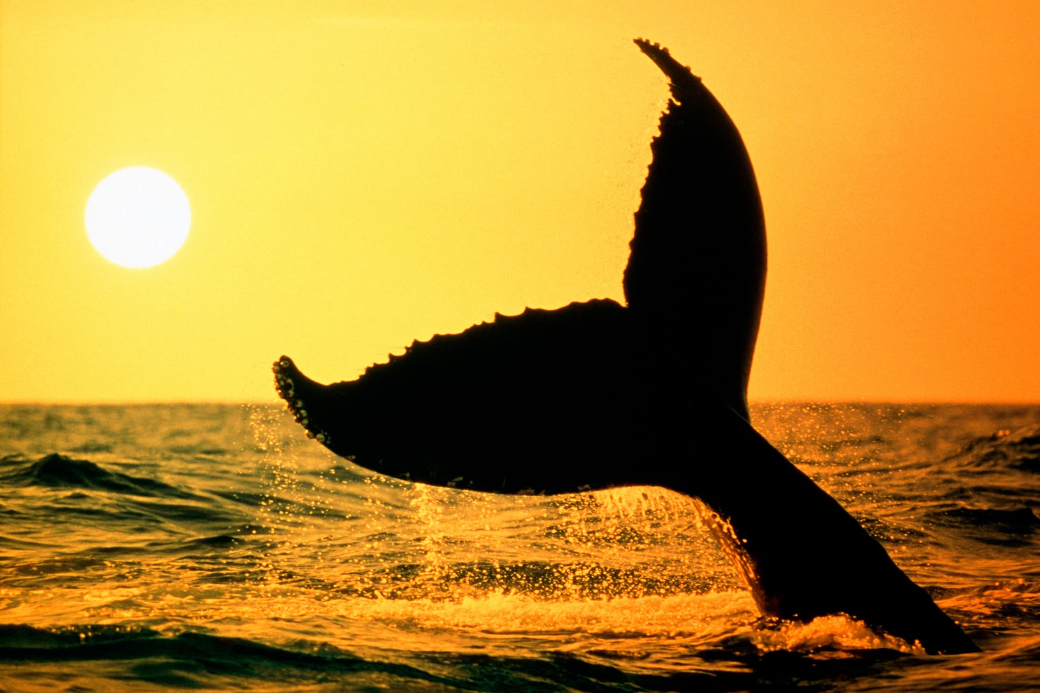 Kona Ocean Sunset Safari