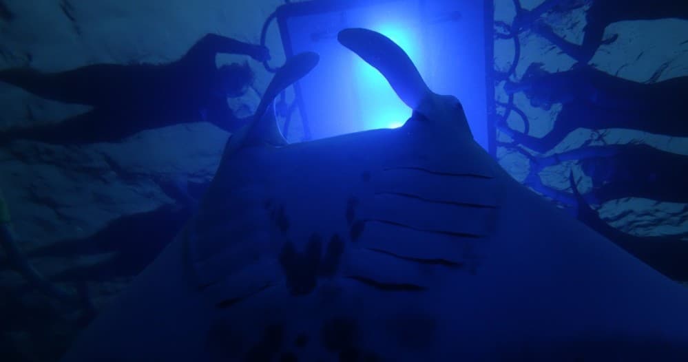 Sunset Manta Ray Snorkel