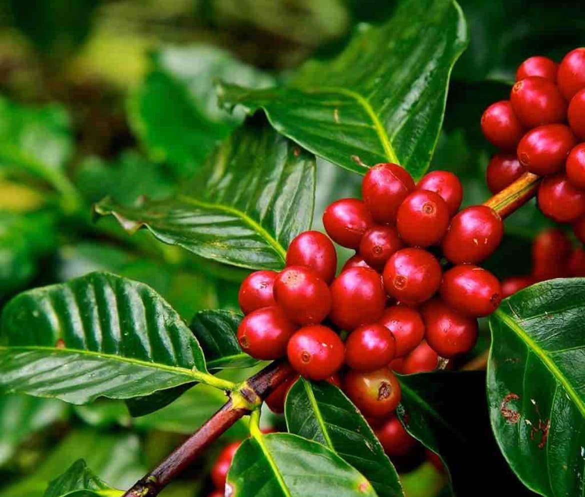 LOCAL STYLE KONA TOUR!!  EVERYTHING INCLUDED (Local Style Kona Coast)