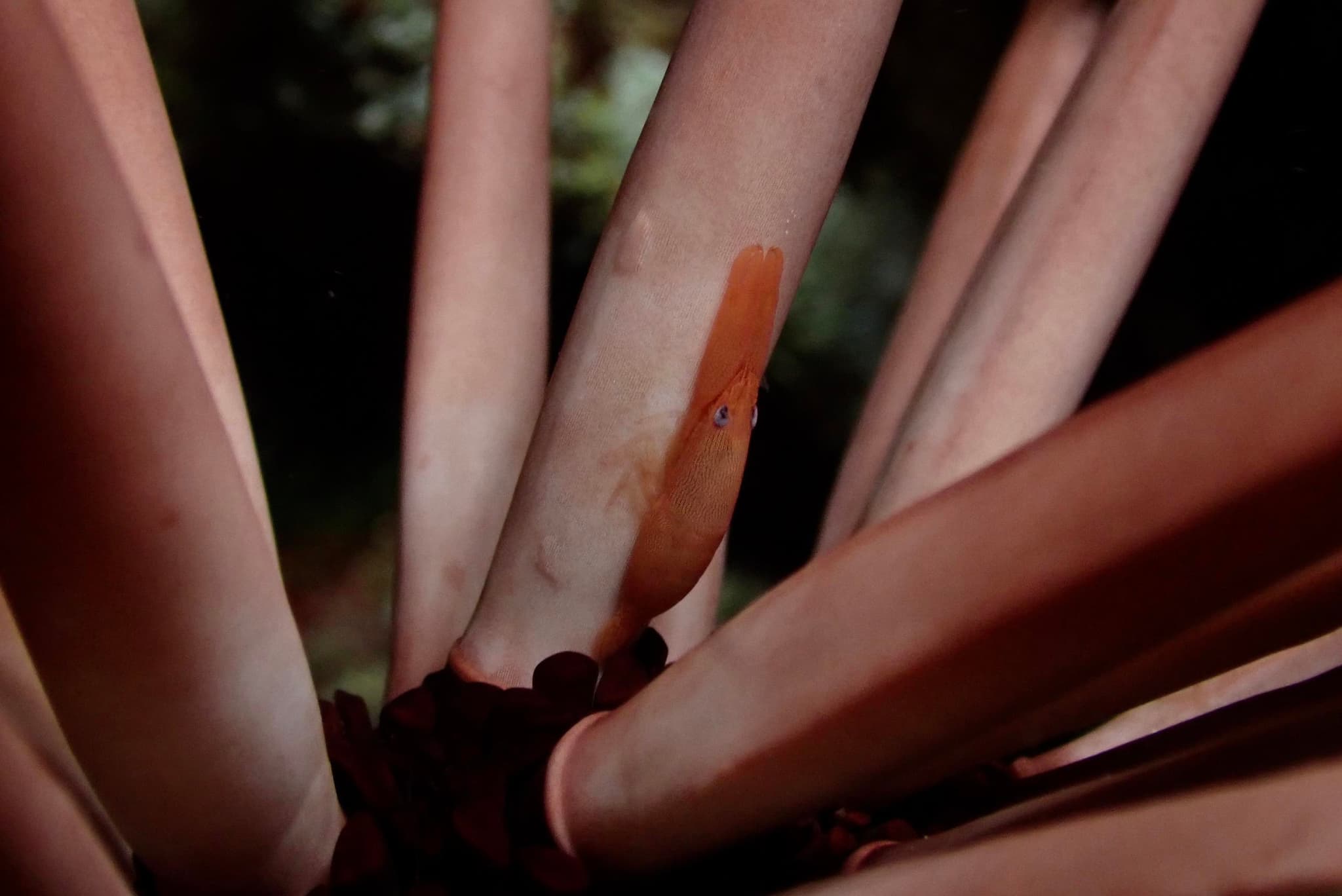 Premium 1 Tank Night Reef Dive