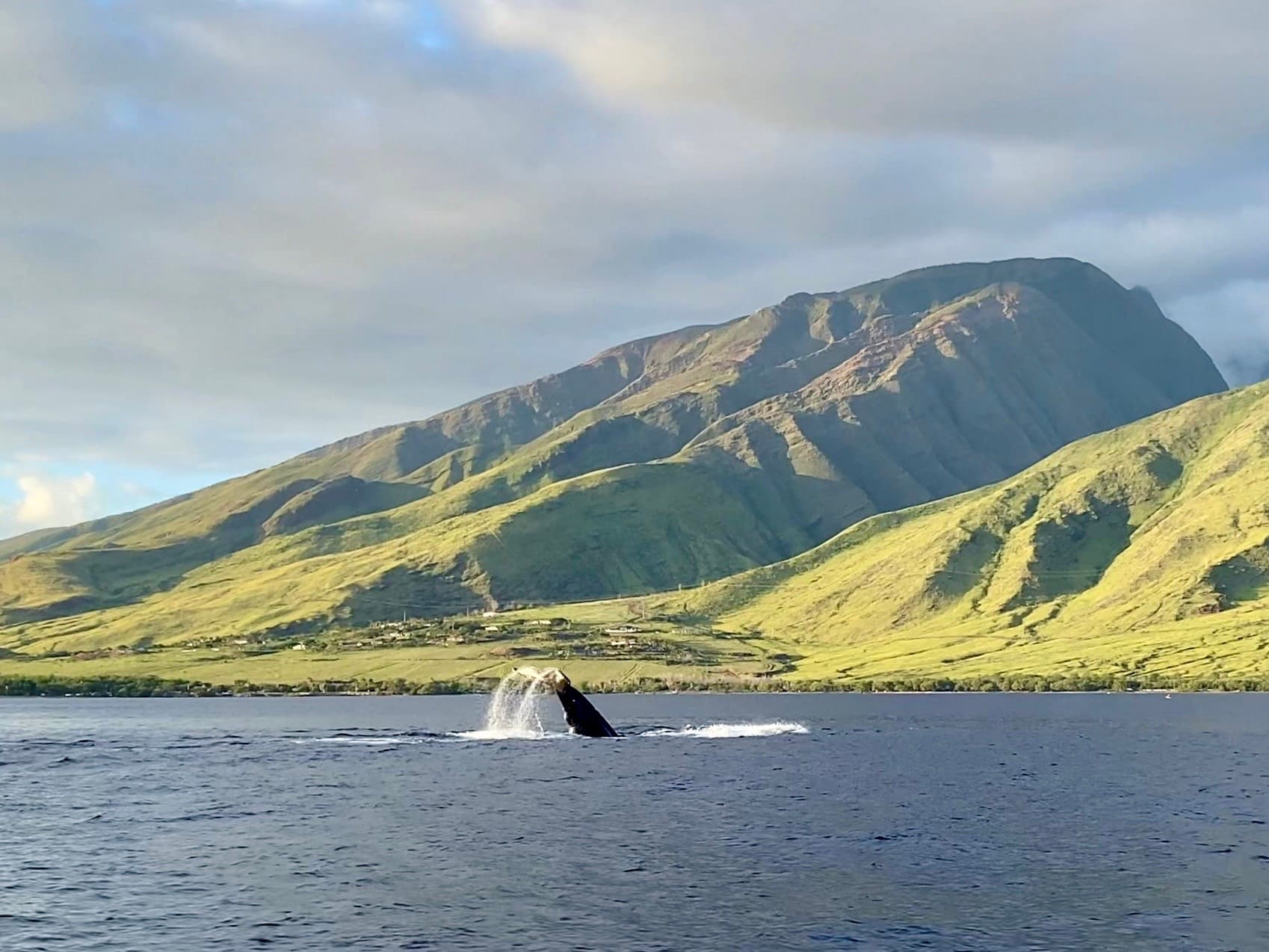 Premier Whale Watch *Private Charter*