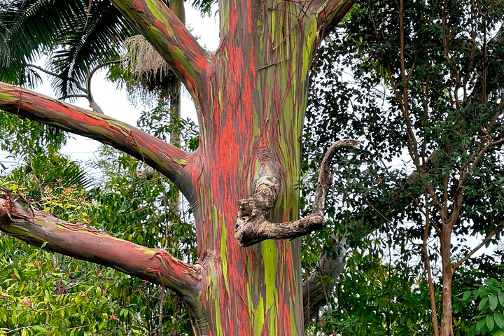 Shore Excursions of Maui