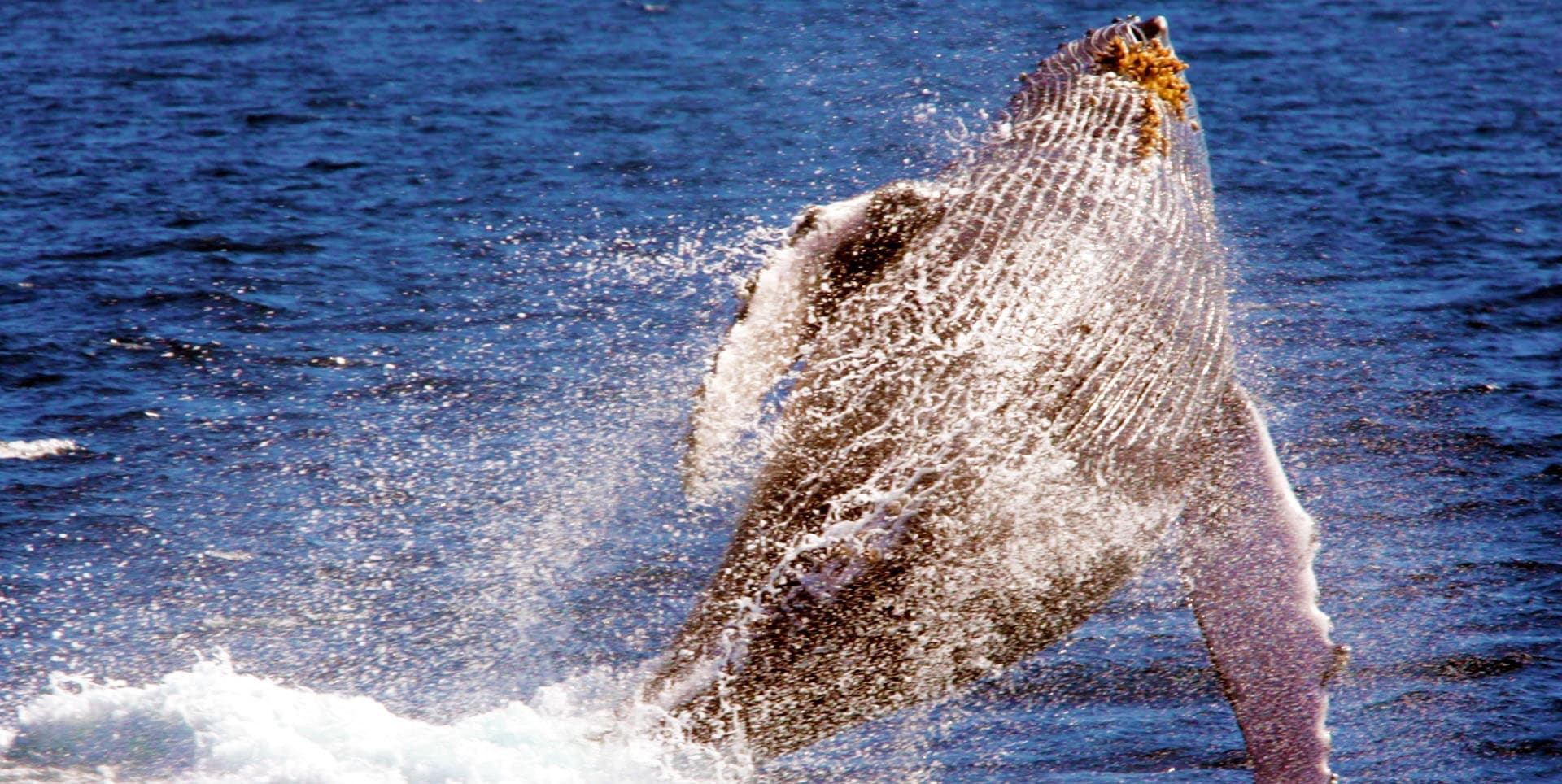 Whale Watching & Late Breakfast Cruise