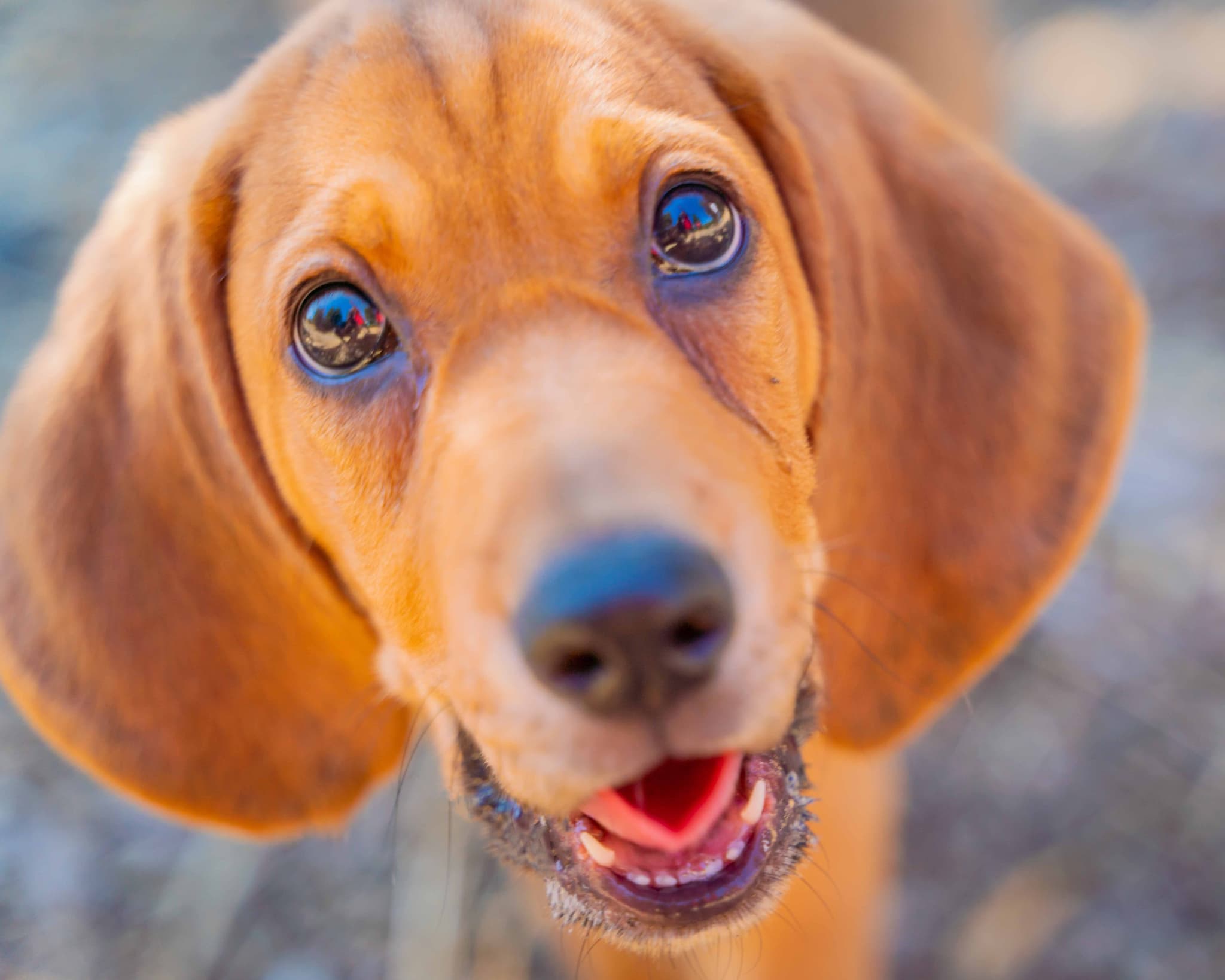 Honu Photos (Pet photography)