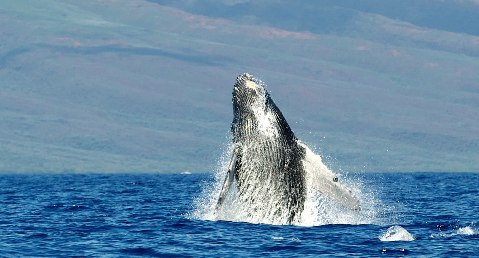 Eye-Level Whale Watch Eco-Raft Tour