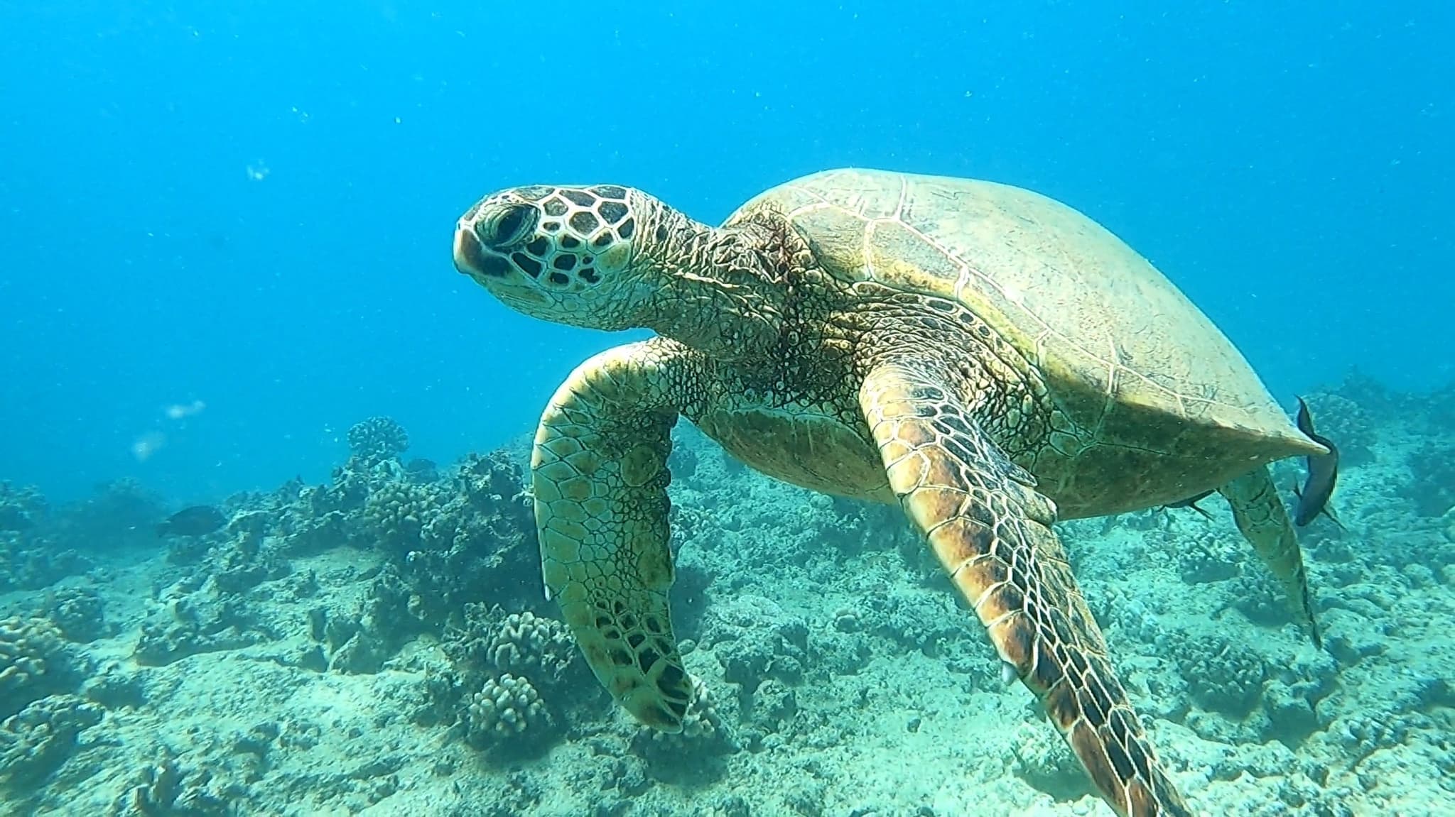 Snorkel With Turtles!  See Turtles GUARANTEED!