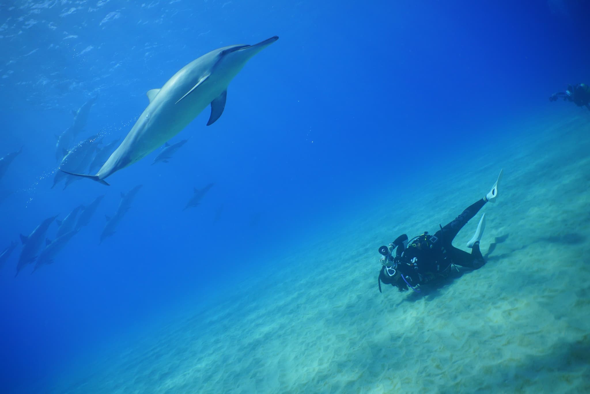 西オアフでビーチダイビング！