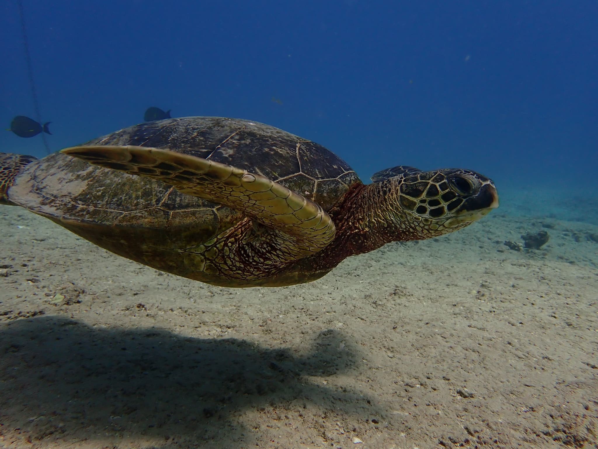 Sea Turtle Conservationist / Coral Reef Conservationist