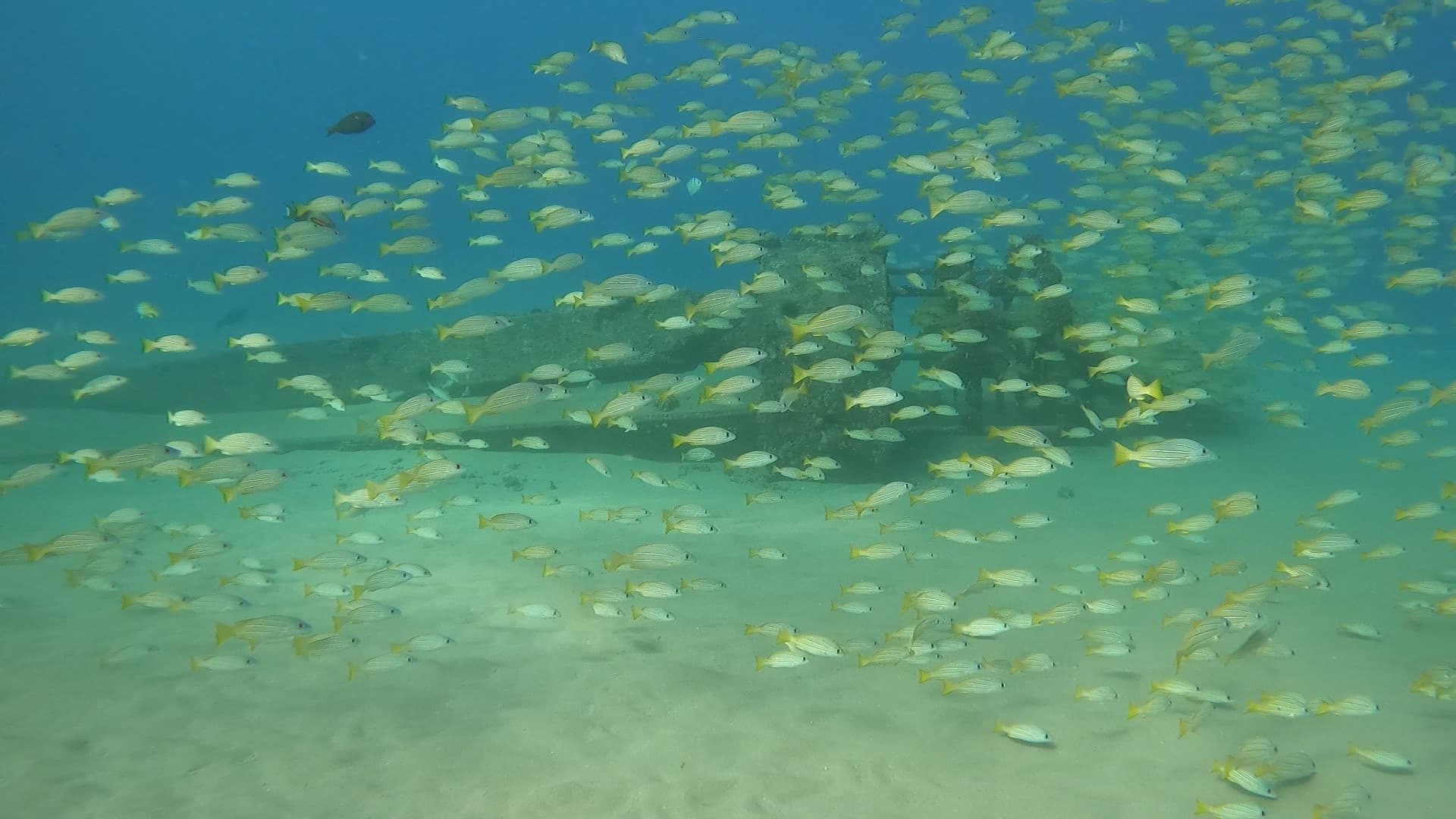 Small Group Guided Shore Dive