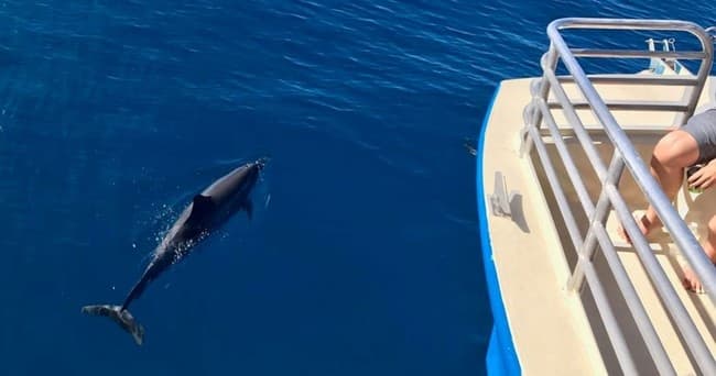 Afternoon Tour - Spring & Summer