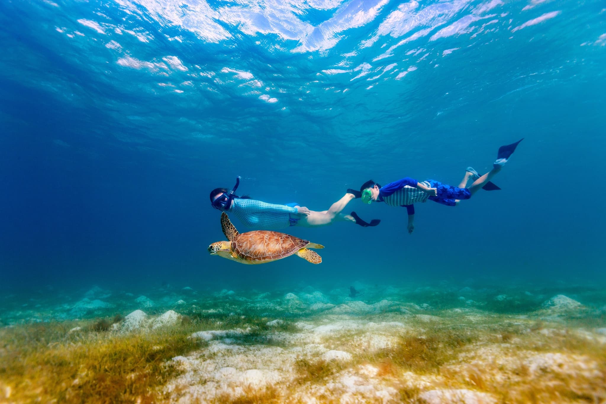 Turtle Canyon Snorkel Adventure (Semi-Private)