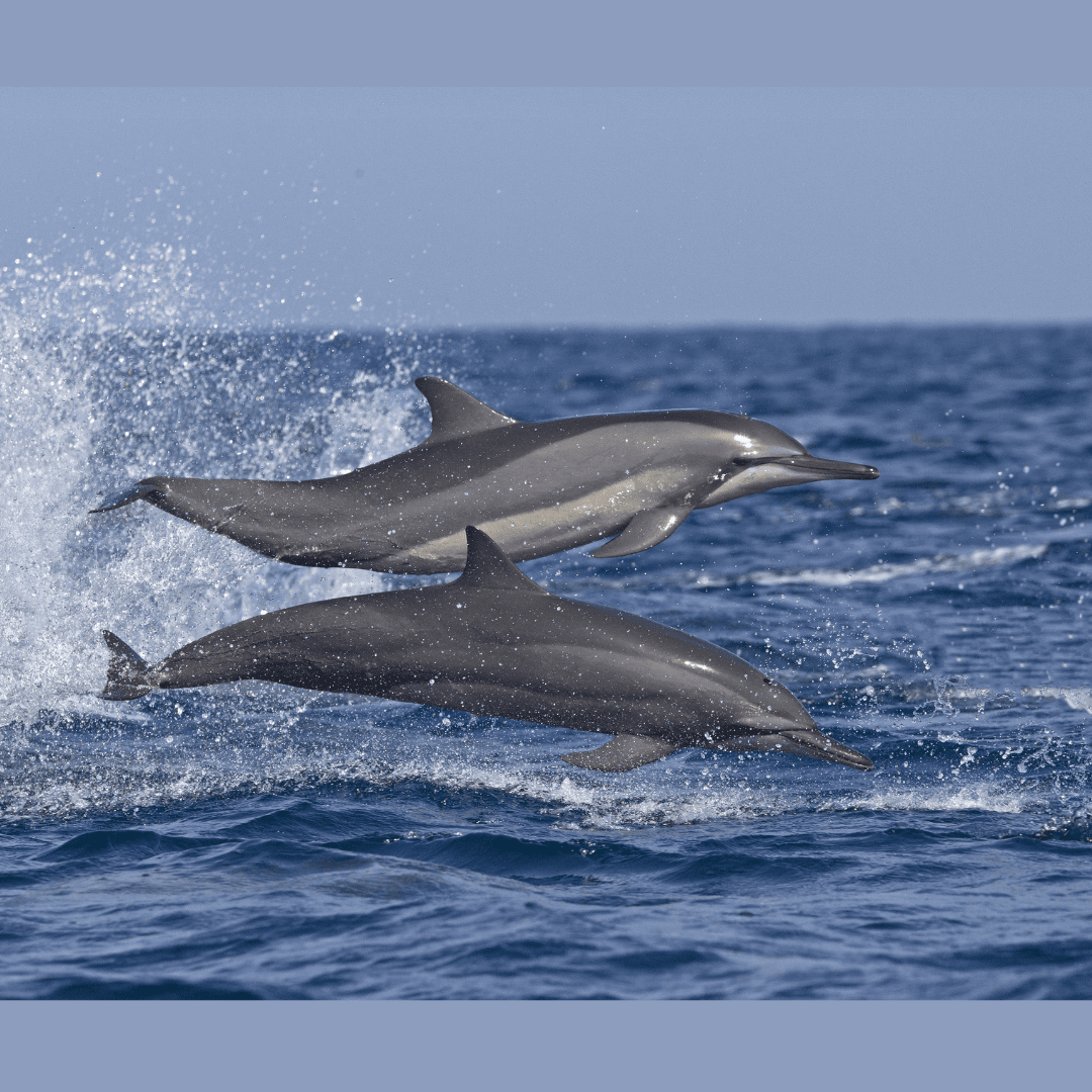 Dolphin View and Snorkel
