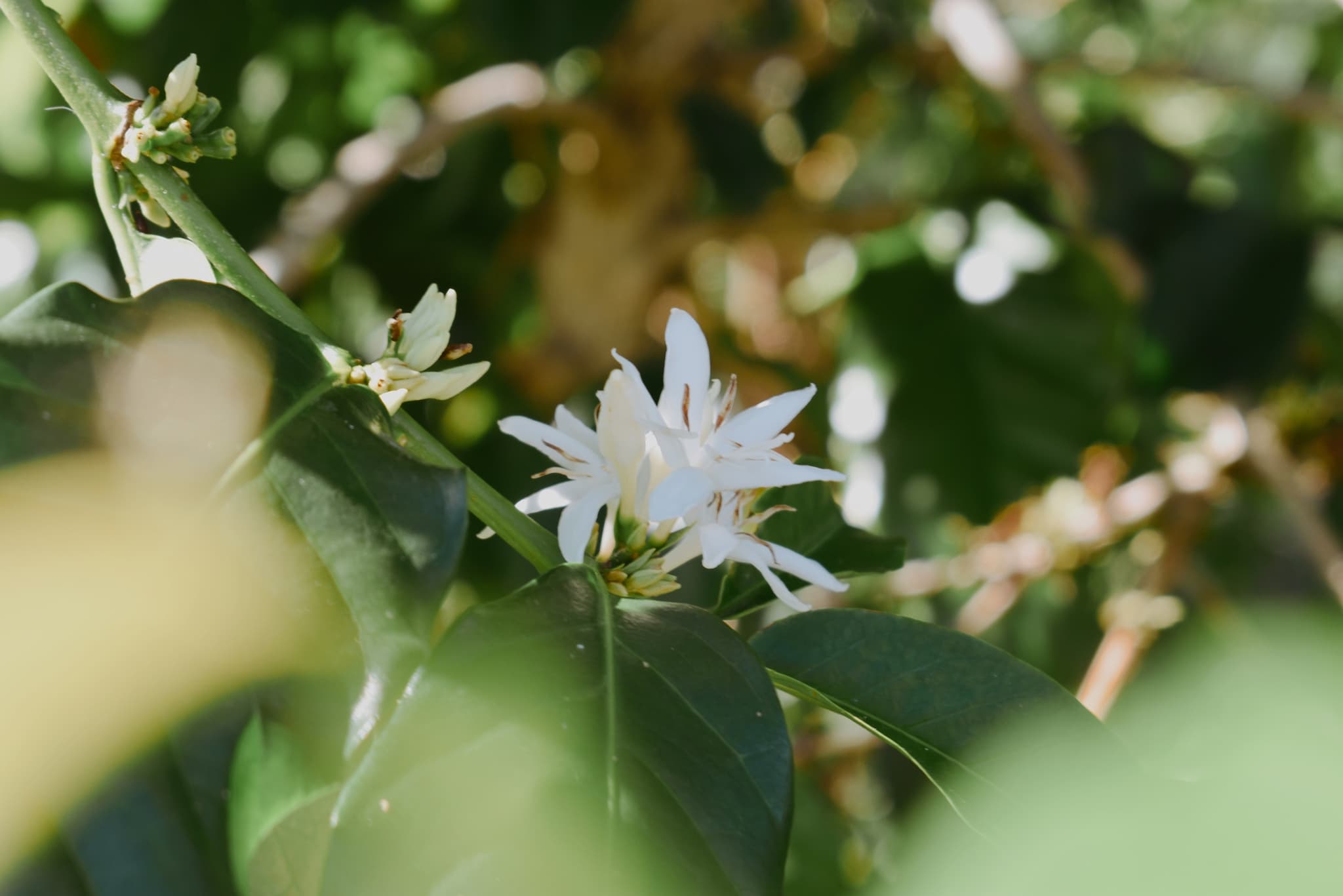 Kona Coffee Tour and Tasting