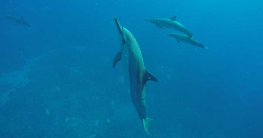 Private Charter (5 Star Package)