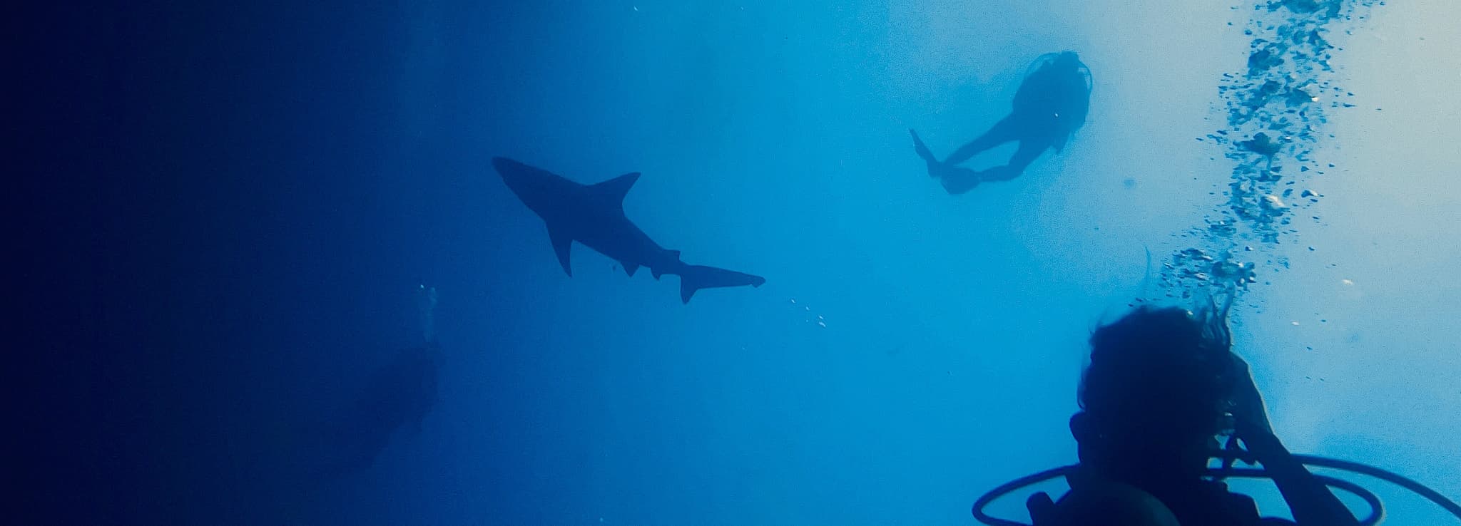 AWARE SHARK CONSERVATION