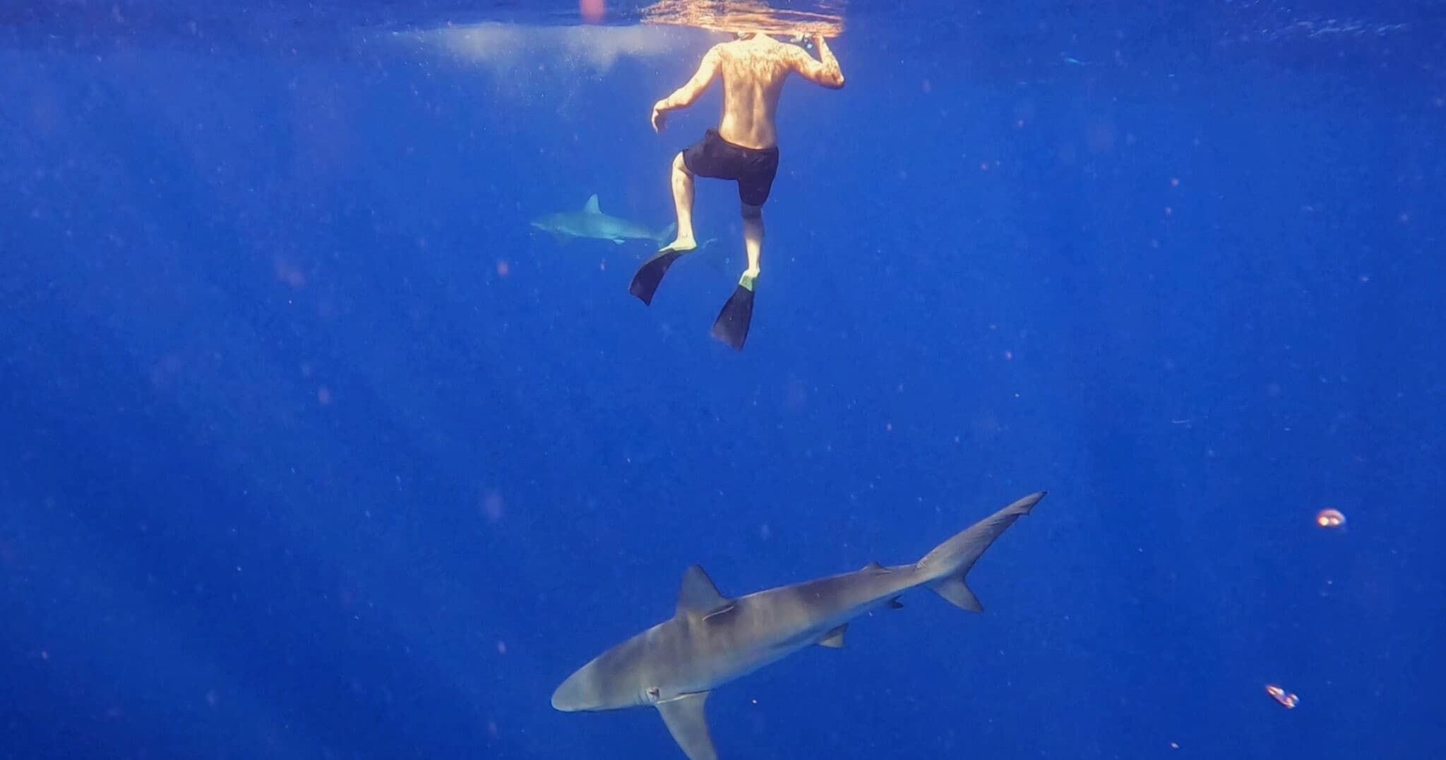 Cage-free Shark Tour