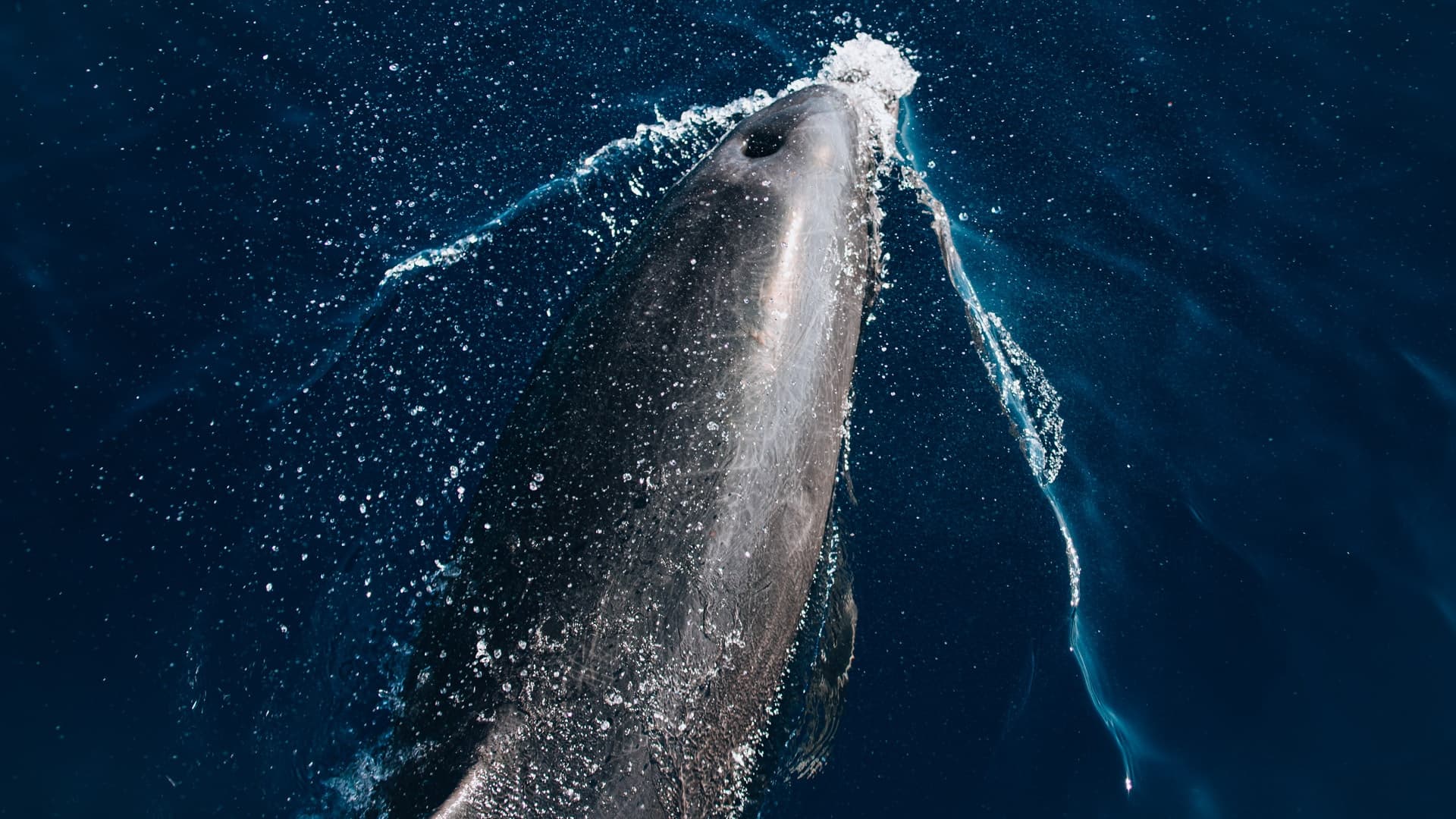 Lāna'i Coast Snorkel & Sail